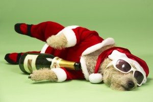 Small Dog In Santa Costume Lying Down With Champagne and Shades