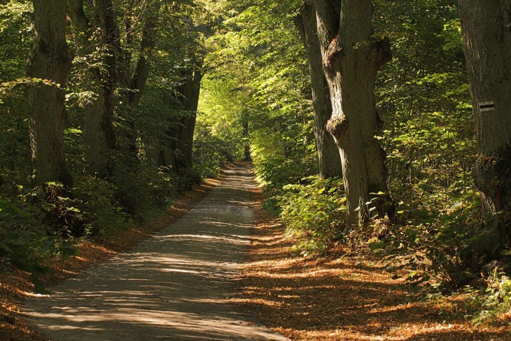 Lime tree road - linden trees