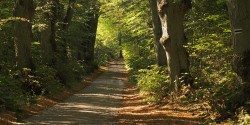 Lime tree road - linden trees