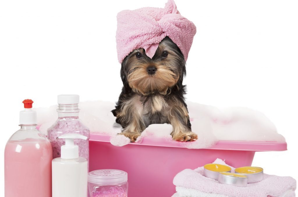 Funny Yorkshire terrier dog taking a bath isolated on white background