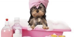 Yorkshire terrier dog taking a bath